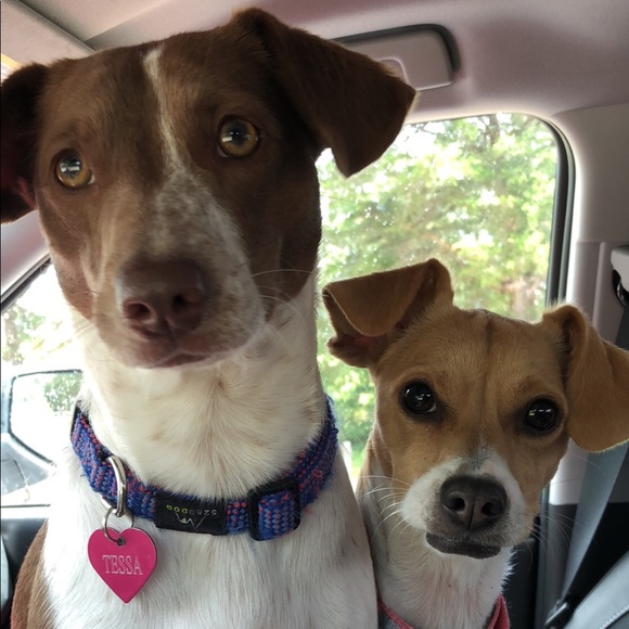 Meet your Posher, Briley - Picture 2 of 2